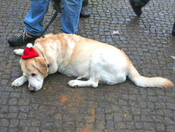 hund-karnevalszug-berlin