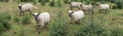 Weihnachtsbäume mit Schafen