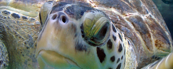 zoo-tierpark-berlin-aquarium-schildkroete-artikelbild